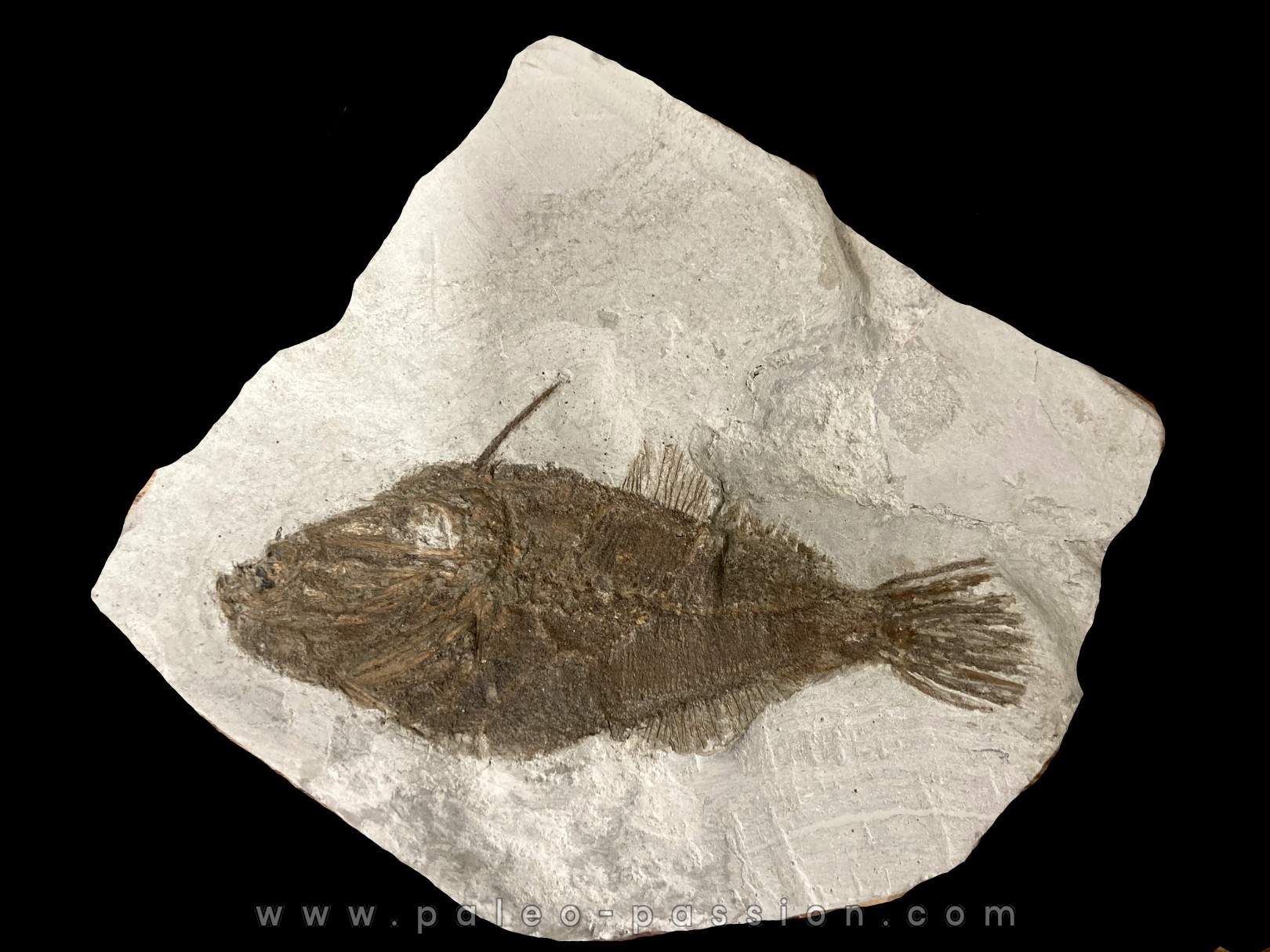 Frigocanthus margaritatus- Pliocene - Marrechia, Rimini, Italie