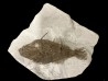 Frigocanthus margaritatus- Pliocene - Marrechia, Rimini, Italie