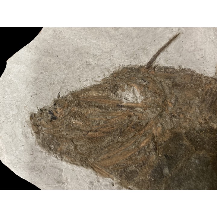 Frigocanthus margaritatus- Pliocene - Marrechia, Rimini, Italie