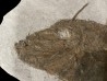 Frigocanthus margaritatus- Pliocene - Marrechia, Rimini, Italie