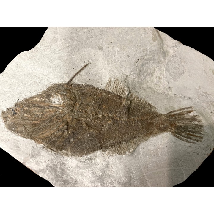 Frigocanthus margaritatus- Pliocene - Marrechia, Rimini, Italie