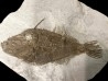 Frigocanthus margaritatus- Pliocene - Marrechia, Rimini, Italie