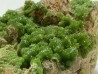 Pyromorphite et quartz - Les Farges, FRANCE