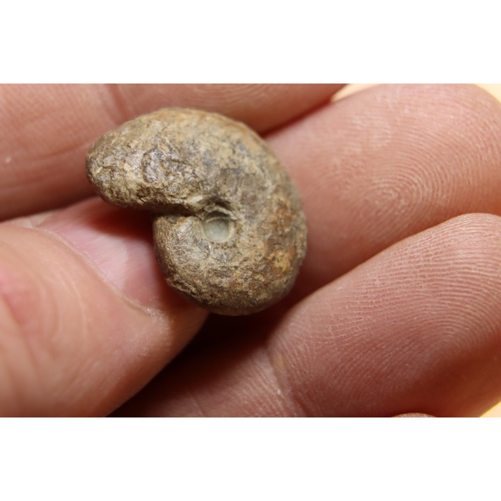 goniatite: MANTICOCERAS intumescens - Frasnien superieur - Mariembourg, BELGIQUE