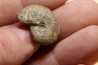 goniatite: MANTICOCERAS intumescens - upper Frasnian Mariembourg, BELGIUM