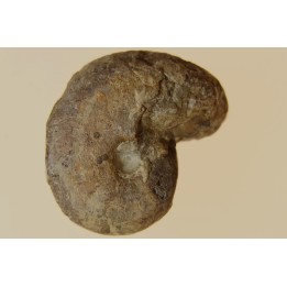 goniatite: MANTICOCERAS intumescens - Frasnien superieur - Mariembourg, BELGIQUE