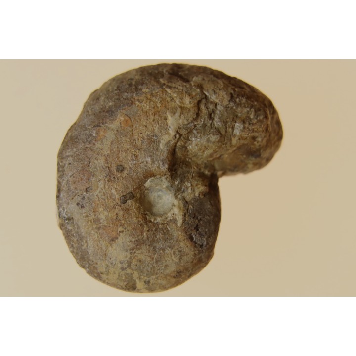goniatite: MANTICOCERAS intumescens - upper Frasnian Mariembourg, BELGIUM