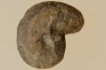 goniatite: MANTICOCERAS intumescens - Frasnien superieur - Mariembourg, BELGIQUE