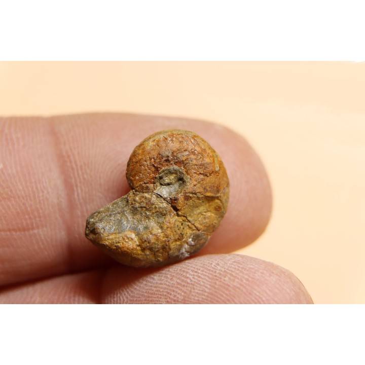 goniatite: MANTICOCERAS intumescens - upper Frasnian Mariembourg, BELGIUM