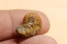 goniatite: MANTICOCERAS intumescens - upper Frasnian Mariembourg, BELGIUM