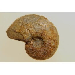 goniatite: MANTICOCERAS intumescens - Frasnien superieur - Mariembourg, BELGIQUE
