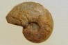 goniatite: MANTICOCERAS intumescens - Frasnien superieur - Mariembourg, BELGIQUE