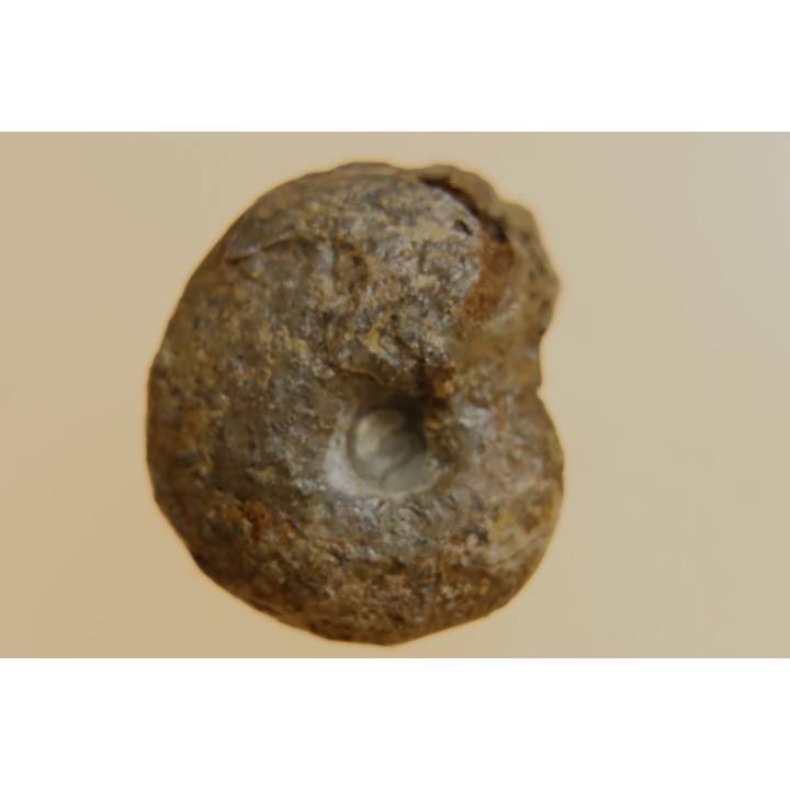 goniatite: MANTICOCERAS intumescens - Frasnien superieur - Mariembourg, BELGIQUE