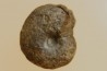 goniatite: MANTICOCERAS intumescens - Frasnien superieur - Mariembourg, BELGIQUE