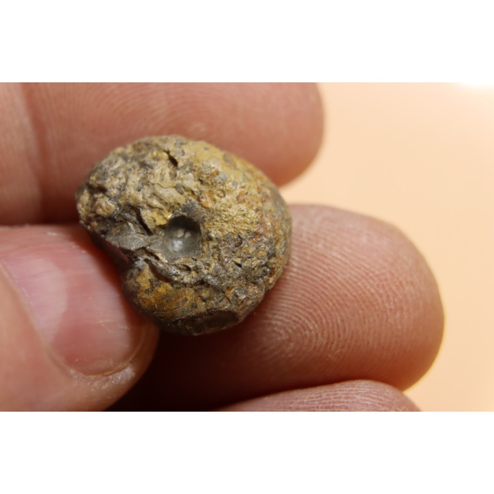 goniatite: MANTICOCERAS intumescens - upper Frasnian Mariembourg, BELGIUM