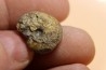 goniatite: MANTICOCERAS intumescens - Frasnien superieur - Mariembourg, BELGIQUE