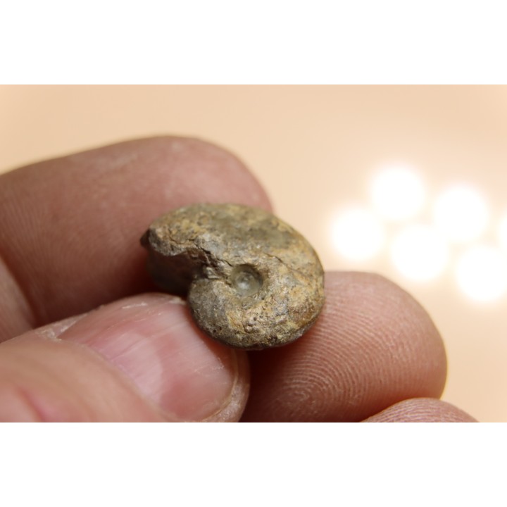 goniatite: MANTICOCERAS intumescens - upper Frasnian Mariembourg, BELGIUM