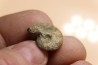 goniatite: MANTICOCERAS intumescens - Frasnien superieur - Mariembourg, BELGIQUE