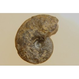 goniatite: MANTICOCERAS intumescens - Frasnien superieur - Mariembourg, BELGIQUE
