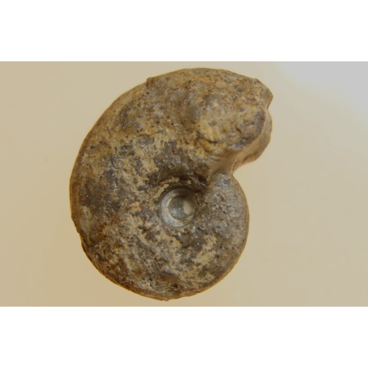 goniatite: MANTICOCERAS intumescens - Frasnien superieur - Mariembourg, BELGIQUE