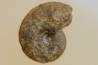 goniatite: MANTICOCERAS intumescens - Frasnien superieur - Mariembourg, BELGIQUE