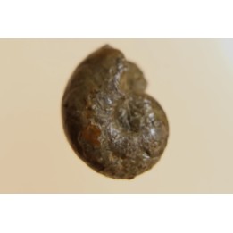 goniatite: MANTICOCERAS intumescens - Frasnien superieur - Mariembourg, BELGIQUE