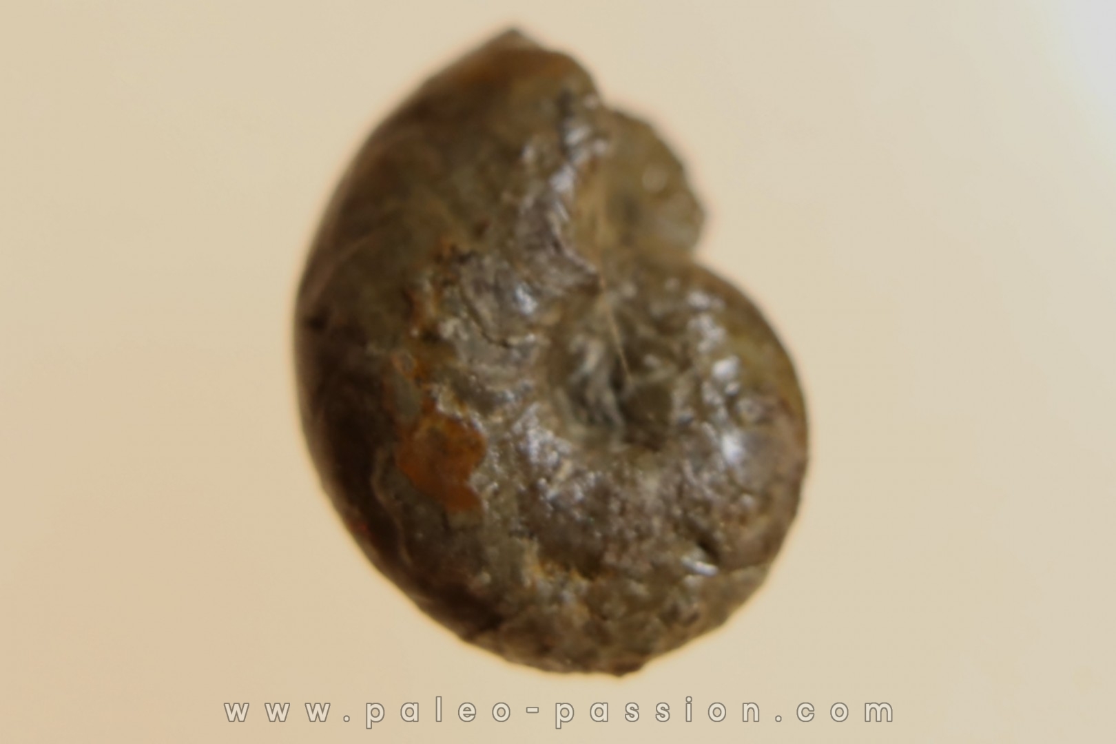 goniatite: MANTICOCERAS intumescens - upper Frasnian Mariembourg, BELGIUM