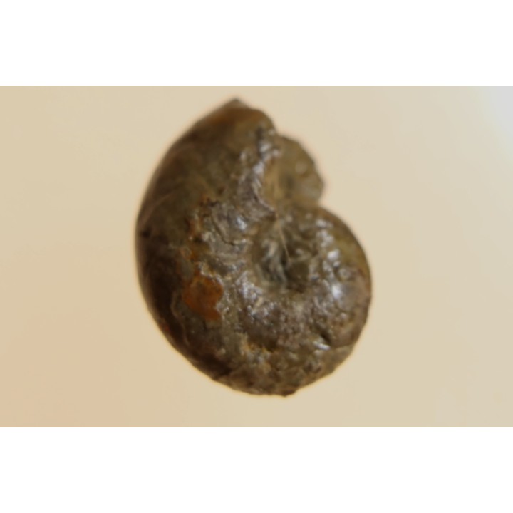 goniatite: MANTICOCERAS intumescens - Frasnien superieur - Mariembourg, BELGIQUE