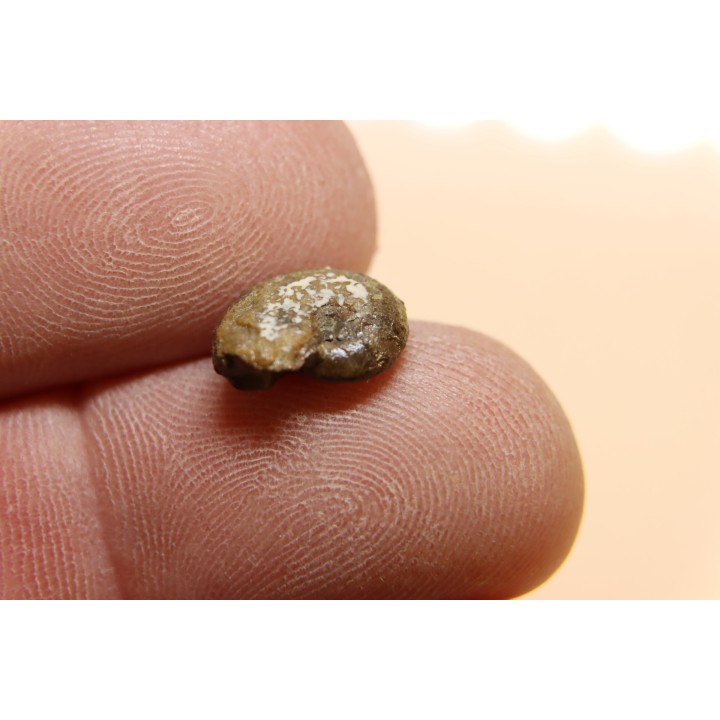 goniatite: MANTICOCERAS intumescens - Frasnien superieur - Mariembourg, BELGIQUE