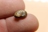 goniatite: MANTICOCERAS intumescens - upper Frasnian Mariembourg, BELGIUM