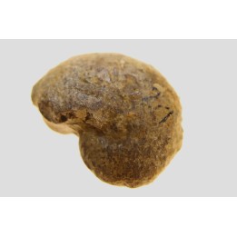goniatite: MANTICOCERAS intumescens - Frasnien superieur - Mariembourg, BELGIQUE