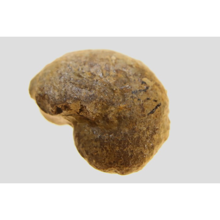 goniatite: MANTICOCERAS intumescens - upper Frasnian Mariembourg, BELGIUM