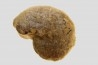 goniatite: MANTICOCERAS intumescens - Frasnien superieur - Mariembourg, BELGIQUE