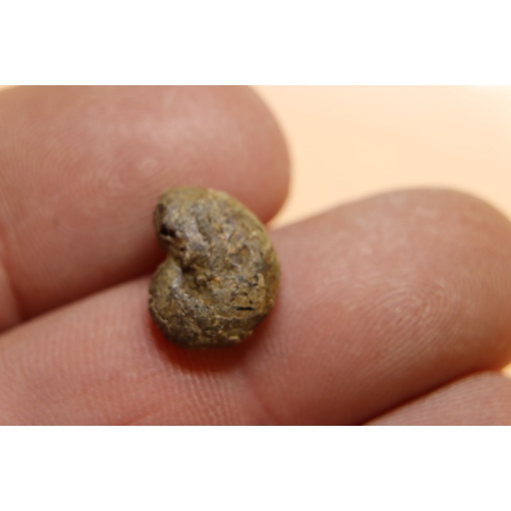 goniatite: MANTICOCERAS intumescens - upper Frasnian Mariembourg, BELGIUM