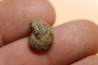 goniatite: MANTICOCERAS intumescens - Frasnien superieur - Mariembourg, BELGIQUE