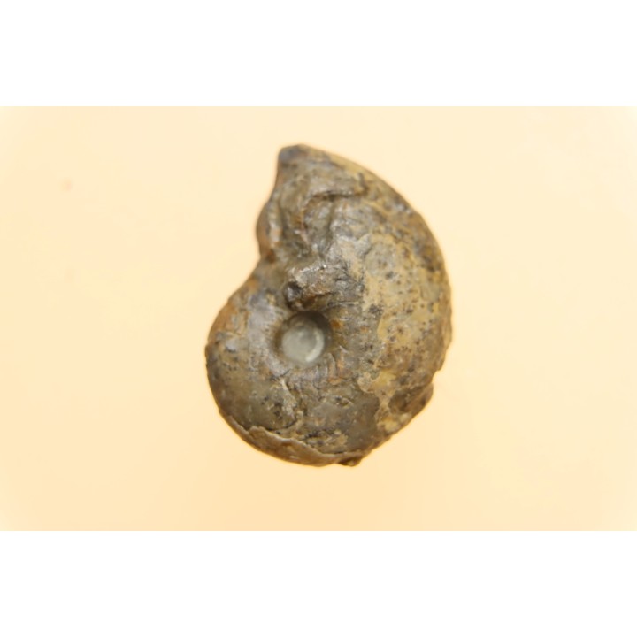 goniatite: MANTICOCERAS intumescens - upper Frasnian Mariembourg, BELGIUM