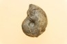 goniatite: MANTICOCERAS intumescens - upper Frasnian Mariembourg, BELGIUM