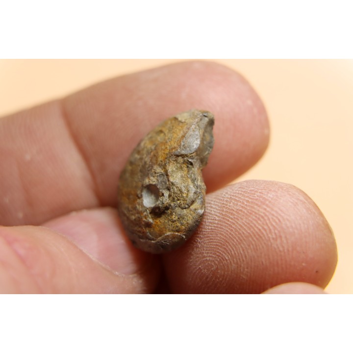 goniatite: MANTICOCERAS intumescens - Frasnien superieur - Mariembourg, BELGIQUE