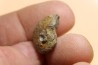 goniatite: MANTICOCERAS intumescens - upper Frasnian Mariembourg, BELGIUM