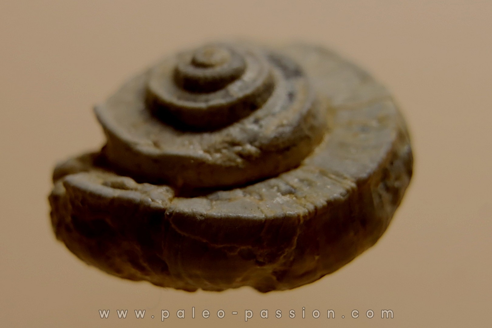 Euomphalus Crotalostomus - Viseen superieur - Andenelle - BELGIQUE