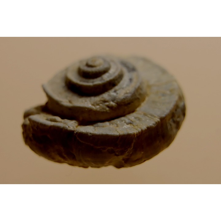 Euomphalus Crotalostomus - Viseen superieur - Andenelle - BELGIQUE