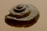 Euomphalus Crotalostomus - upper Visean - Andenelle - BELGIUM