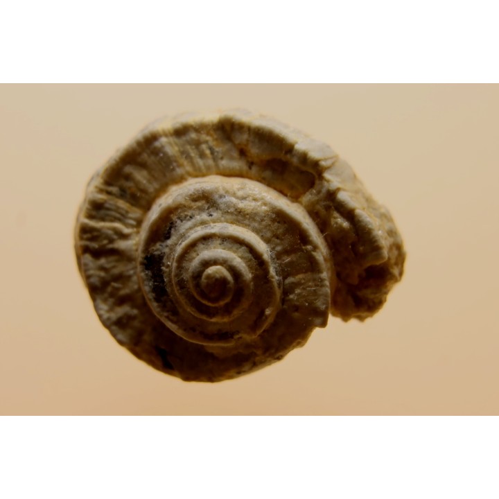 Euomphalus Crotalostomus - upper Visean - Andenelle - BELGIUM