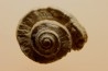Euomphalus Crotalostomus - upper Visean - Andenelle - BELGIUM