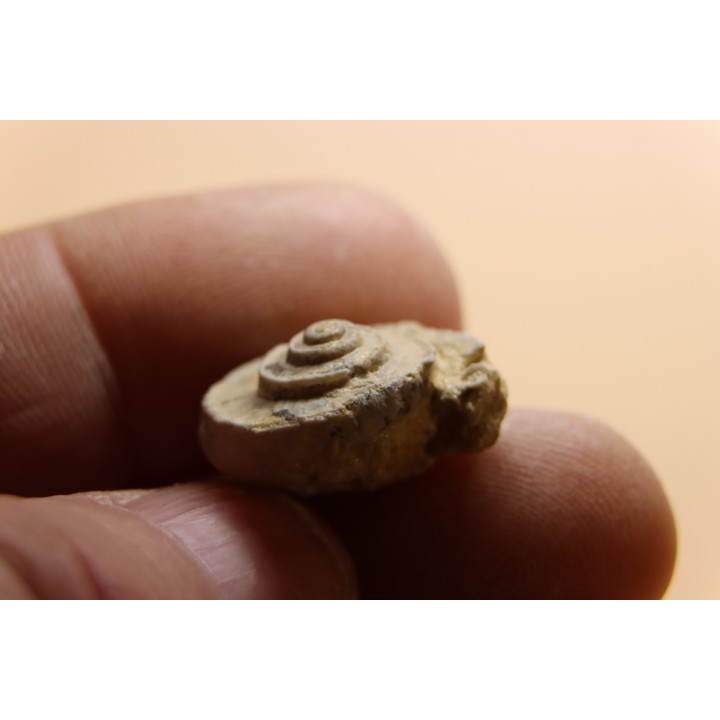Euomphalus Crotalostomus - Viseen superieur - Andenelle - BELGIQUE