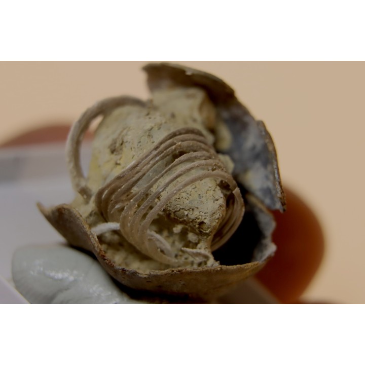 Spiriferina rostrata - Lias - Cher (18) - FRANCE