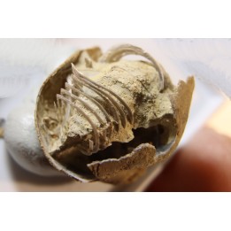 Spiriferina rostrata - Lias - Cher (18) - FRANCE