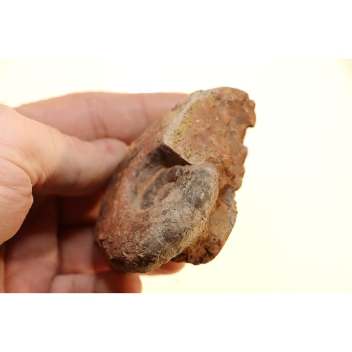 Alocolytoceras aff. germaini - TOARCIEN - Carriere Belmont - FRANCE