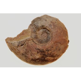 Alocolytoceras aff. germaini - TOARCIEN - Carriere Belmont - LYON - FRANCE