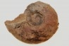Alocolytoceras aff. germaini - TOARCIEN - Carriere Belmont - FRANCE